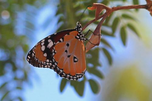 Réf. 201 316 : Danaus chrysippus